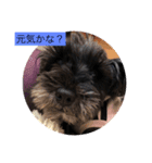 シュナ ワン挨拶 バージョンアップ（個別スタンプ：2）