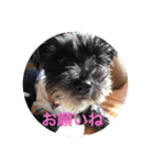 シュナ ワン挨拶 バージョンアップ（個別スタンプ：5）