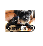 シュナ ワン挨拶 バージョンアップ（個別スタンプ：6）