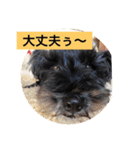 シュナ ワン挨拶 バージョンアップ（個別スタンプ：7）