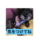 シュナ ワン挨拶 バージョンアップ（個別スタンプ：8）
