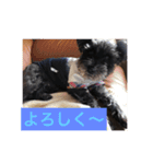 シュナ ワン挨拶 バージョンアップ（個別スタンプ：9）