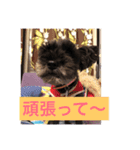 シュナ ワン挨拶 バージョンアップ（個別スタンプ：11）