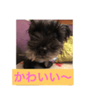 シュナ ワン挨拶 バージョンアップ（個別スタンプ：12）