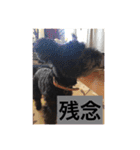 シュナ ワン挨拶 バージョンアップ（個別スタンプ：15）
