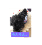シュナ ワン挨拶 バージョンアップ（個別スタンプ：16）