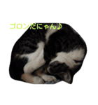 猫のみぃやくん2（個別スタンプ：11）