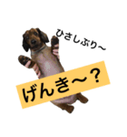 かいとの日常スタンプ（個別スタンプ：4）
