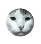 我輩は猫である（個別スタンプ：1）