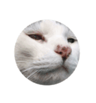 我輩は猫である（個別スタンプ：4）
