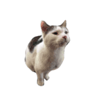 我輩は猫である（個別スタンプ：5）