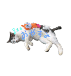 我輩は猫である（個別スタンプ：6）