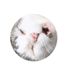 我輩は猫である（個別スタンプ：7）