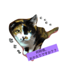 三毛猫さまのミニ（個別スタンプ：1）