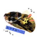 三毛猫さまのミニ（個別スタンプ：2）