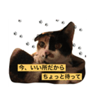 三毛猫さまのミニ（個別スタンプ：4）