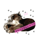 三毛猫さまのミニ（個別スタンプ：5）
