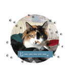 三毛猫さまのミニ（個別スタンプ：6）