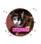 三毛猫さまのミニ（個別スタンプ：7）