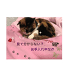 三毛猫さまのミニ（個別スタンプ：8）