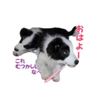 すまいるボーダーコリーvol.2【子犬編】（個別スタンプ：1）