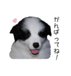 すまいるボーダーコリーvol.2【子犬編】（個別スタンプ：11）