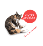 cool cat stamps with Kansai accent.（個別スタンプ：1）