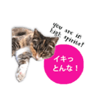 cool cat stamps with Kansai accent.（個別スタンプ：2）