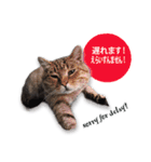 cool cat stamps with Kansai accent.（個別スタンプ：3）