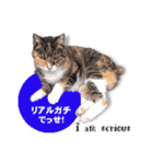 cool cat stamps with Kansai accent.（個別スタンプ：4）
