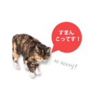 cool cat stamps with Kansai accent.（個別スタンプ：5）