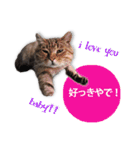 cool cat stamps with Kansai accent.（個別スタンプ：6）