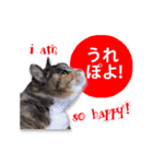 cool cat stamps with Kansai accent.（個別スタンプ：7）