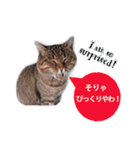 cool cat stamps with Kansai accent.（個別スタンプ：8）