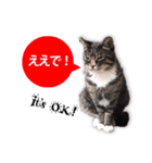 cool cat stamps with Kansai accent.（個別スタンプ：9）