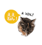 cool cat stamps with Kansai accent.（個別スタンプ：10）