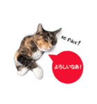 cool cat stamps with Kansai accent.（個別スタンプ：11）