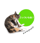 cool cat stamps with Kansai accent.（個別スタンプ：12）