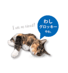 cool cat stamps with Kansai accent.（個別スタンプ：13）