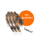 cool cat stamps with Kansai accent.（個別スタンプ：14）
