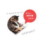cool cat stamps with Kansai accent.（個別スタンプ：15）