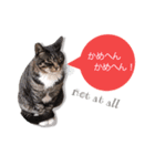 cool cat stamps with Kansai accent.（個別スタンプ：16）