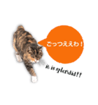 cool cat stamps with Kansai accent.（個別スタンプ：17）