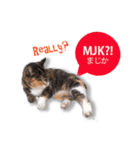 cool cat stamps with Kansai accent.（個別スタンプ：18）