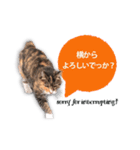 cool cat stamps with Kansai accent.（個別スタンプ：19）