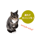 cool cat stamps with Kansai accent.（個別スタンプ：20）
