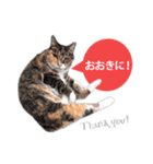 cool cat stamps with Kansai accent.（個別スタンプ：21）