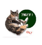 cool cat stamps with Kansai accent.（個別スタンプ：22）