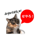 cool cat stamps with Kansai accent.（個別スタンプ：23）