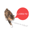cool cat stamps with Kansai accent.（個別スタンプ：24）